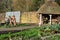 Flowerpot Men, RHS Rosemoor Garden, Devon, England