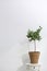 Flowerpot with olive plant on table on white background