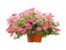 Flowerpot pink petunia flowers isolated