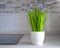 Flowerpot with plant kitchen nobody   interior spring   leaves home color