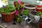 Flowerpot with sprouts of petunia flower, watering can and working tool on table