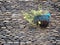 Flowerpot on stone wall background