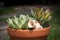 Flowerpot with succulent plants and a small amphora