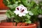 Flowerpot with white Pelargonium flower