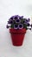 Flowerpot on whitewashed Andalusian village wall