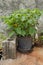 Flowerpot Whith Hot Scotch Pepper Plant And Fruits