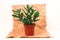 Flowerpot with zamioculcas, zamiifolia, ZZ Plant. home plant on craft paper background, copy space