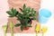 Flowerpot with zamioculcas, zamiifolia, ZZ Plant. plant transplant. home plant on craft paper background