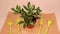 Flowerpot with zamioculcas, zamiifolia, ZZ Plant. plant transplant. home plant on craft paper background