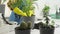 Flowerpots as creativity video about transplanting indoor plants into flower pots that enable florists to express their