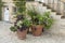 Flowerpots at Bourton House gardens, Moreton-in-Marsh