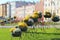 Flowerpots with chrysanthemums on the streets of Minsk