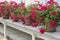 Flowerpots with geranium flowers in a row on a white stone windowsill