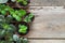 Flowerpots of home plant and saintpaulia flowers. Top view. Copy space for text.