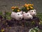 Flowerpots made from plastic bottles, marigolds, flowerpots in the shape of a pig, recycling garbage