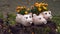 Flowerpots made from plastic bottles, marigolds, flowerpots in the shape of a pig, recycling garbage