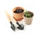 Flowerpots with plant and gardening tools on white background