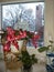 Flowerpots with red and white Christmas flowers on the window.