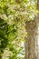Flowers of Acacia, Robinia pseudoacacia