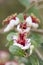 Flowers of Acca sellowiana,feijoa, pineapple guava, guavasteen.