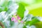 Flowers of acerola cherry, Thailand, Select focus, Barbados c
