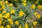 Flowers of Achillea filipendulina.