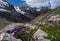 Flowers in Adyrsu gorge, North Caucasus