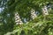 Flowers Aesculus hippocastanum, horse-chestnut, conker tree