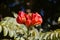 Flowers of an African tuliptree