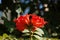 Flowers of an African tuliptree