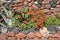 Flowers and agaves near the stone wall