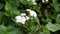 flowers of Ageratina adenophora also known as Maui pamakani, Mexican devil