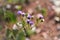 The flowers of Ageratum Conyzoides in the garden