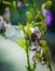 Flowers of an Akonite Aconitum variegatum