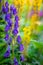 Flowers of an Akonite Aconitum variegatum