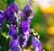 Flowers of an Akonite Aconitum variegatum