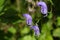 Flowers of an Akonite (Aconitum variegatum)