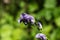 Flowers of an Akonite (Aconitum variegatum)