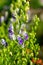 Flowers of an Akonite Aconitum variegatum after rain