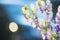 Flowers of an Akonite Aconitum variegatum after rain