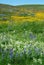 Flowers on alberta prairie