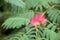 Flowers of Albizia Albisia julibrissin