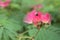 Flowers of Albizia Albisia julibrissin and bumblebee