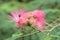 Flowers of Albizia Albisia julibrissin and pollinating bee