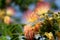 Flowers Albizia julibrissin close-up, selective fokus