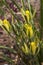 Flowers of a albuca setosa or fibrous slime lily