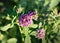 Flowers of alfalfa in the field.