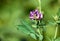 Flowers of alfalfa in the field.