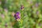 Flowers alfalfa on field close-up at selective focus