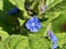 Flowers of alkanet in spring